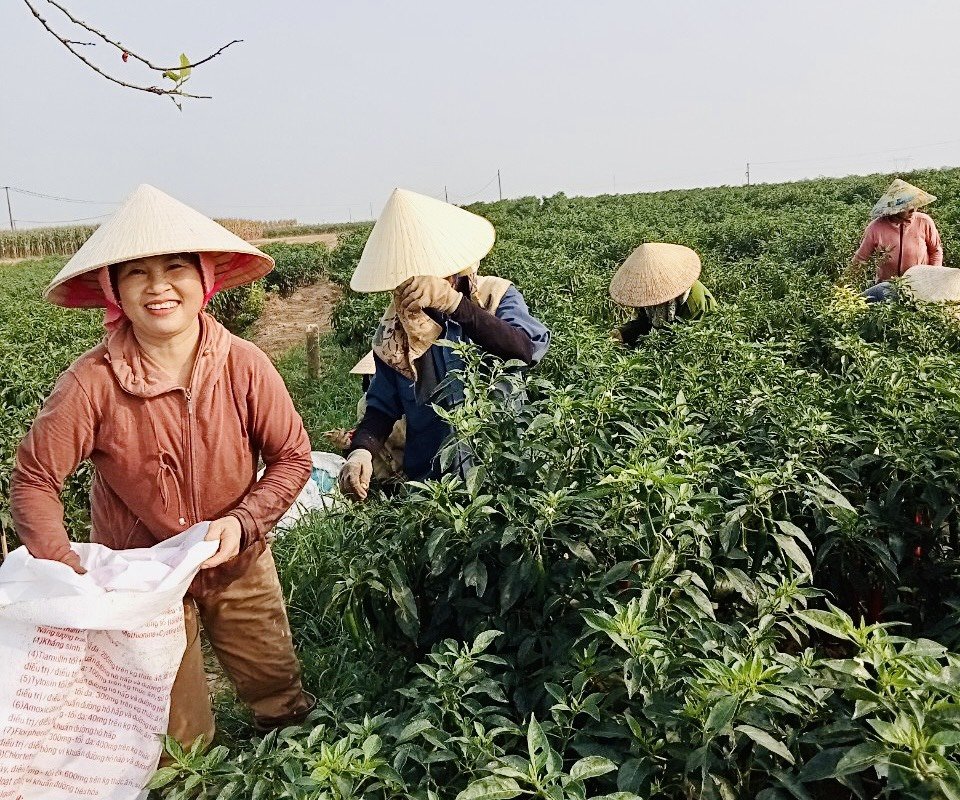 Phụ nữ Thanh Châu thu hoạch ớt giúp hội viên đau ốm
